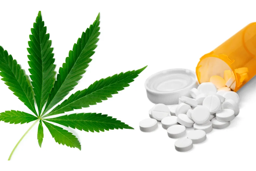 Multiple Sclerosis and Medical Marijuana