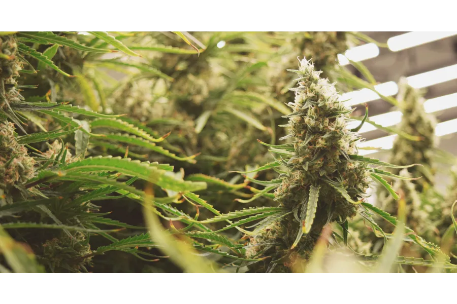 Sativa vs Indica: What’s the Difference?