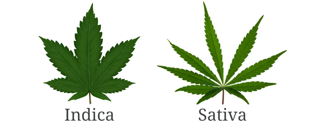 Indica and sativa cannabis plant differences