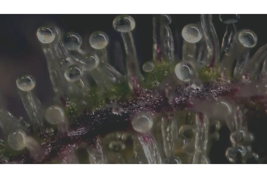 Terpenes and Medical Cannabis