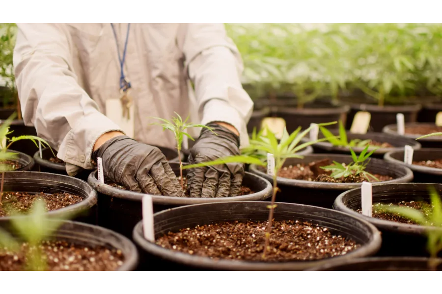 Texas Original Celebrates Five Years of Advanced Cultivation, Tens of Thousands of Patients Served