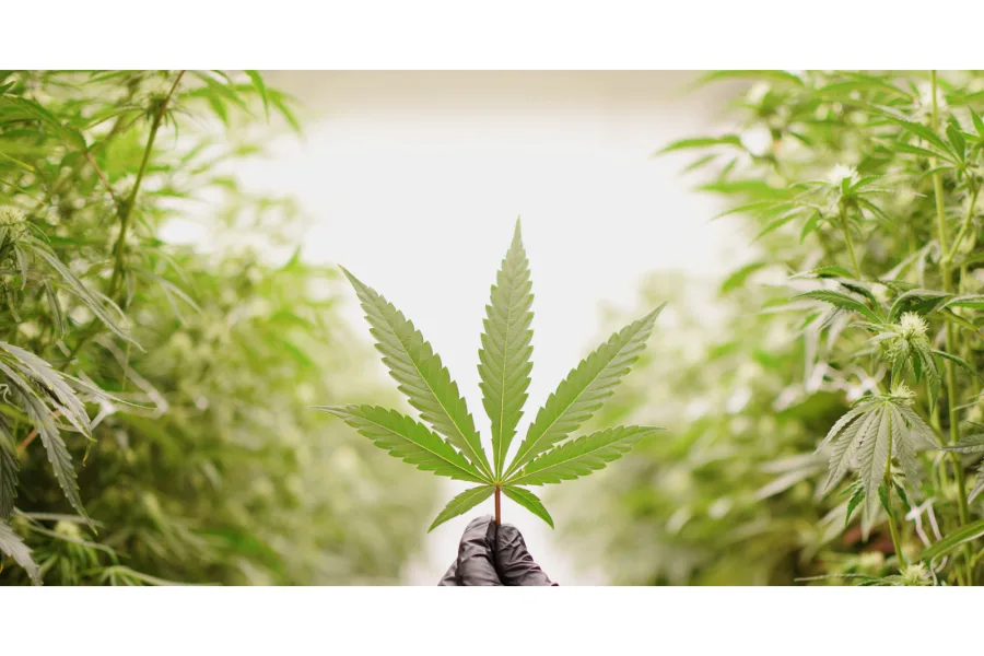 How to Get a Medical Cannabis Prescription in Texas