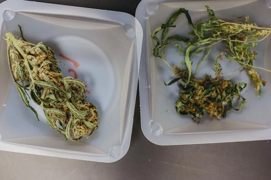 The Rise of CBD: How Cannabidiol Became the Biggest Game Changer for Legal Cannabis