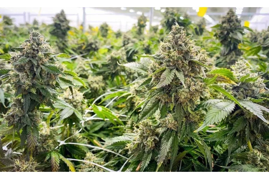 Is smoking weed in public allowed in Texas? We answer this and other marijuana questions