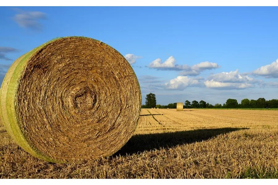 2018 Farm Bill And CBD: A Positive Step Forward, But Questions Remain