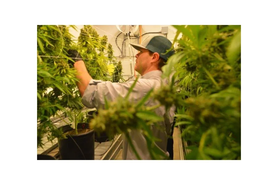 One of Texas’ approved medical cannabis suppliers negotiating lease for San Antonio dispensary
