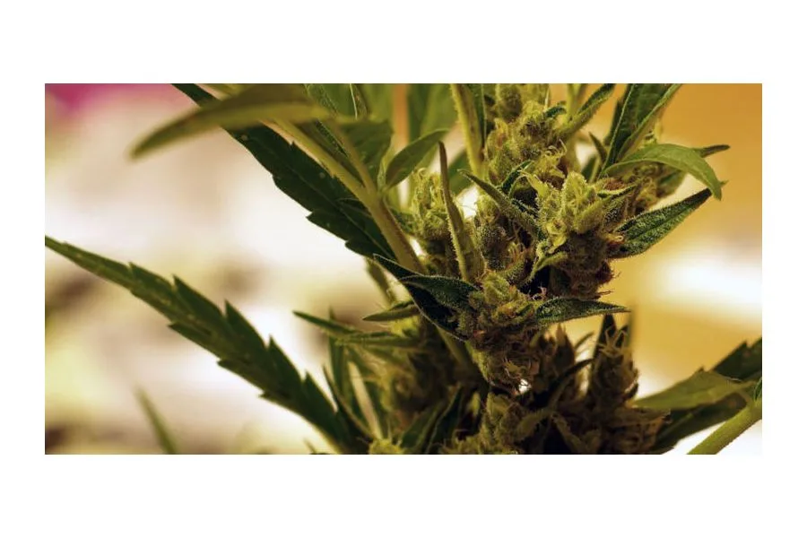 What’s Next For Medical Marijuana, CBD And ‘Compassionate Use’ in Texas?