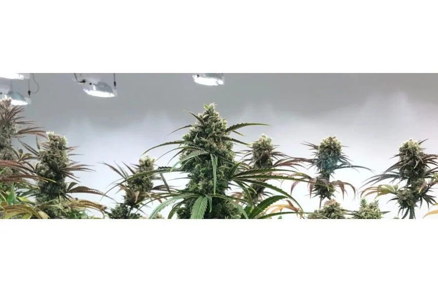 Pioneering Texas Cannabis Provider Creates New CBD-Rich Strain
